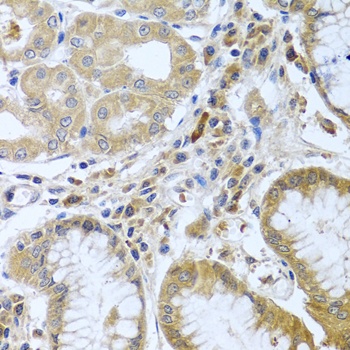 WNT9A Antibody
