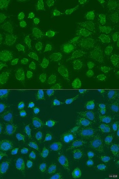 WNT9A Antibody