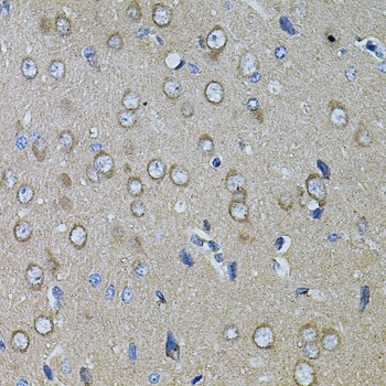 CHRFAM7A Antibody