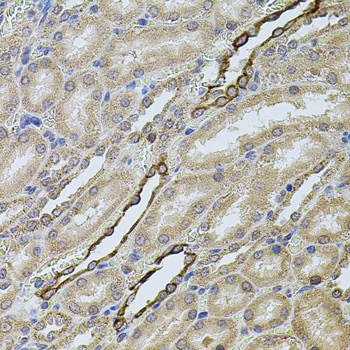 CHRFAM7A Antibody