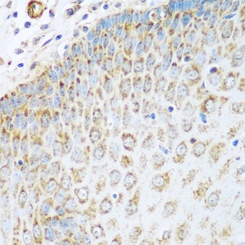 GLUD1 Antibody