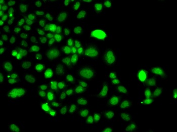 PIP4K2A Antibody
