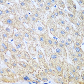 PTGS1 Antibody