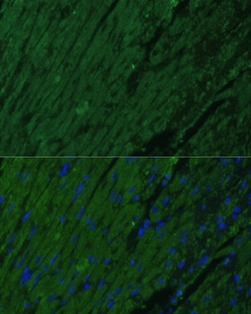 TNNI3 Antibody
