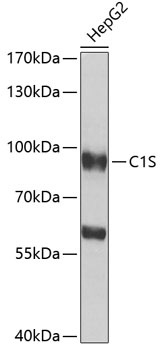 C1S Antibody