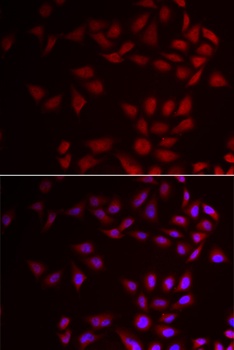 COX4I1 Antibody