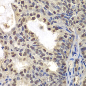 CENPC Antibody