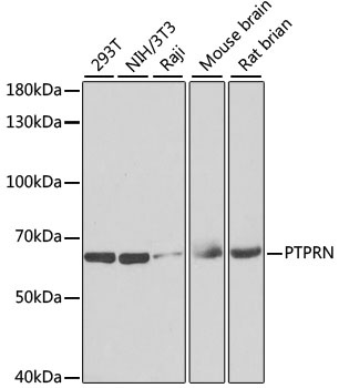 PTPRN Antibody