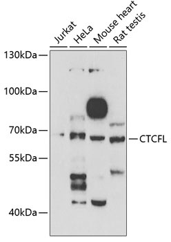CTCFL Antibody