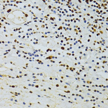 ALYREF Antibody
