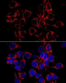 ATP5A1 Antibody