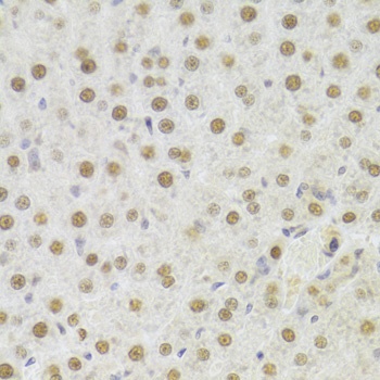 HDGF Antibody