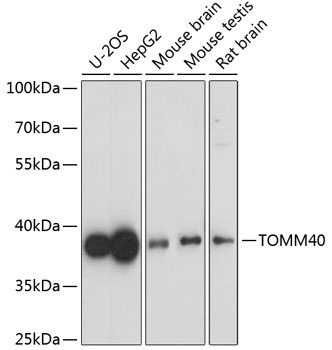 TOMM40 Antibody