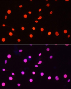H3R26me2s Antibody
