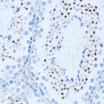 NFKB2 Antibody
