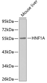 HNF1A Antibody