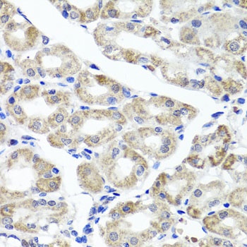 MAPKBP1 Antibody
