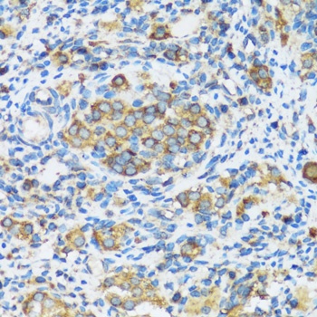 APOBEC3F Antibody