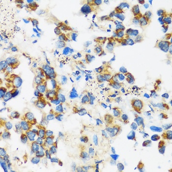 APOBEC3F Antibody