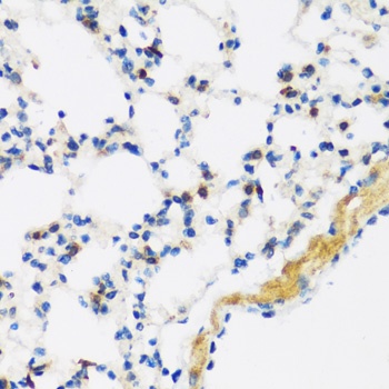 APOBEC3F Antibody