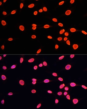 H3K9me1 Antibody