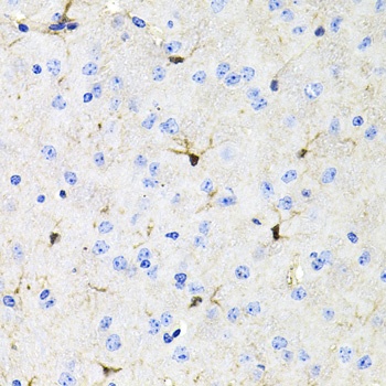 ACVR2A Antibody