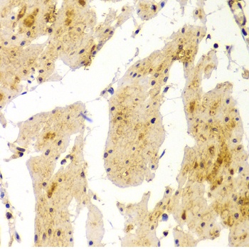 MVP Antibody