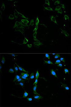 MVP Antibody
