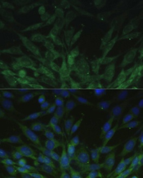 LMNA Antibody