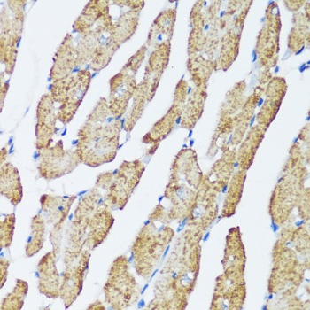 MAPK1/MAPK3 Antibody