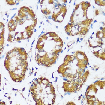 MAPK1/MAPK3 Antibody
