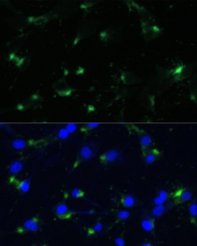 ENO1 Antibody