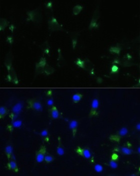 ENO1 Antibody