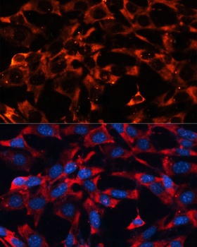 MAPK1/MAPK3 Antibody