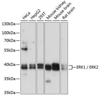 MAPK1/MAPK3 Antibody