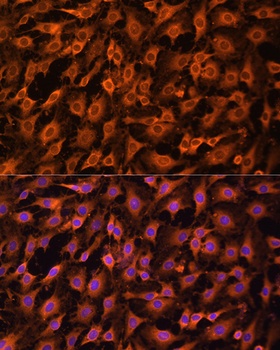 MAPK1/MAPK3 Antibody