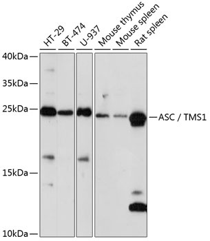 PYCARD Antibody