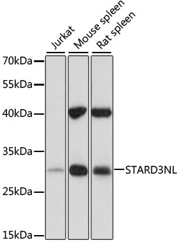 STARD3NL Antibody