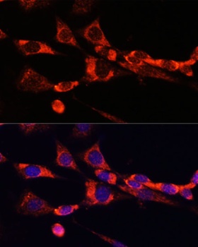 SELL Antibody