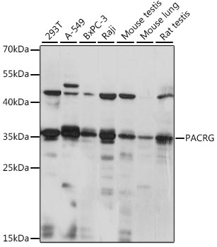PACRG Antibody