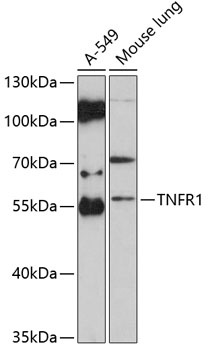 TNFRSF1A Antibody