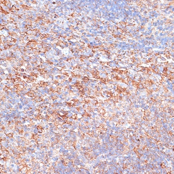 G3BP1 Antibody