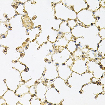 PSMA5 Antibody