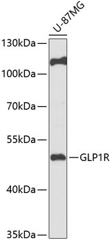 GLP1R Antibody
