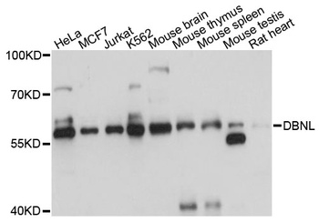 DBNL Antibody