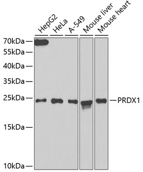 PRDX1 Antibody