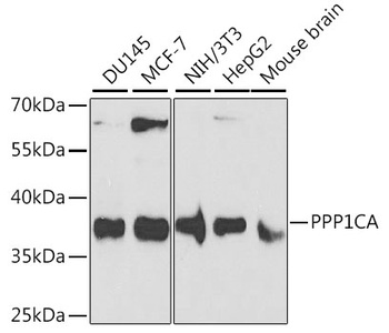 PPP1CA Antibody