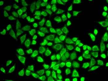 IL7R Antibody