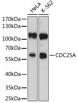 CDC25A Antibody