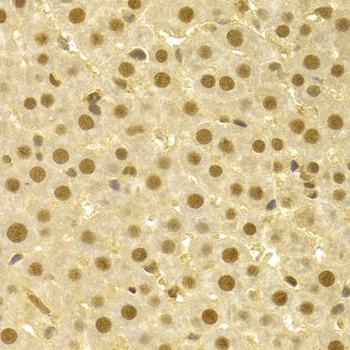 CDC25A Antibody